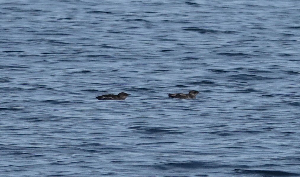 Marbled Murrelet - ML432948131