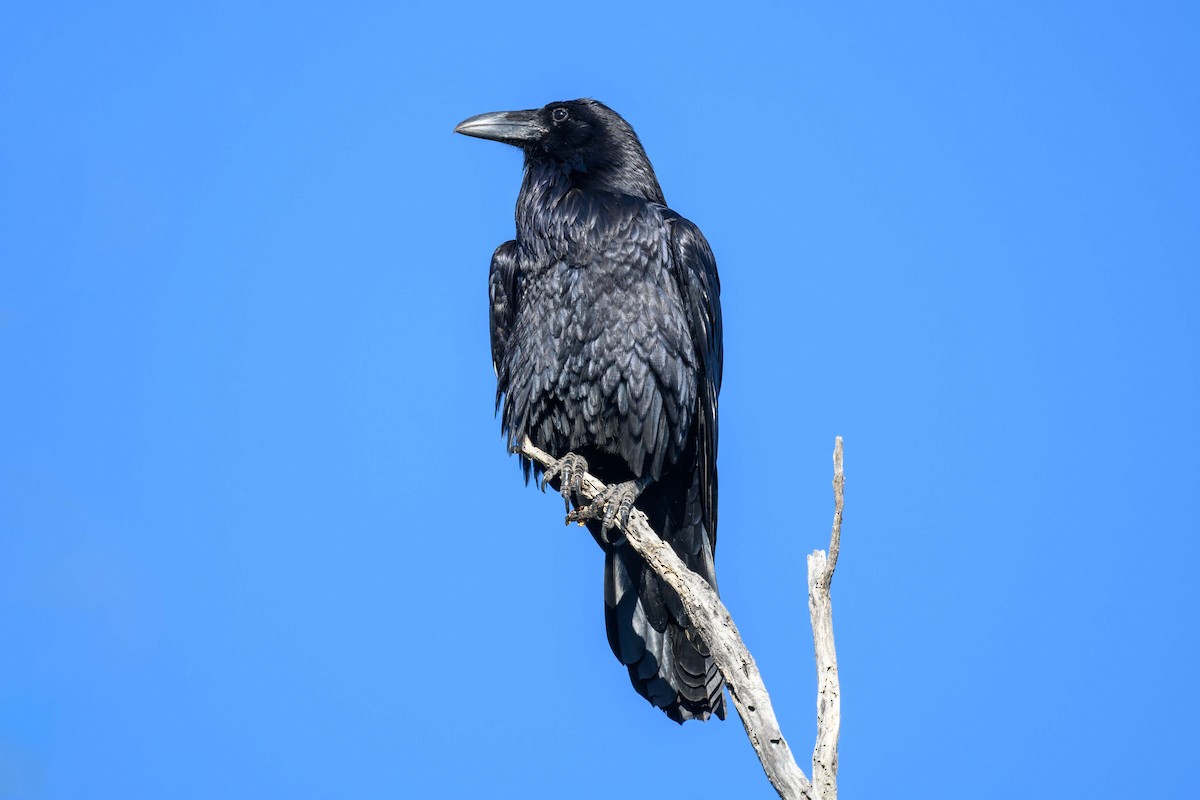 Common Raven - ML432949751