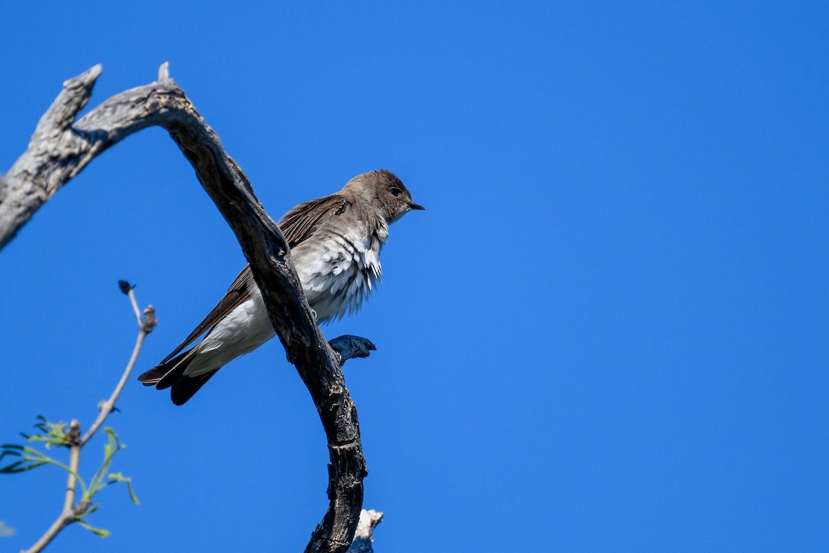 Northern Rough-winged Swallow - ML432949921