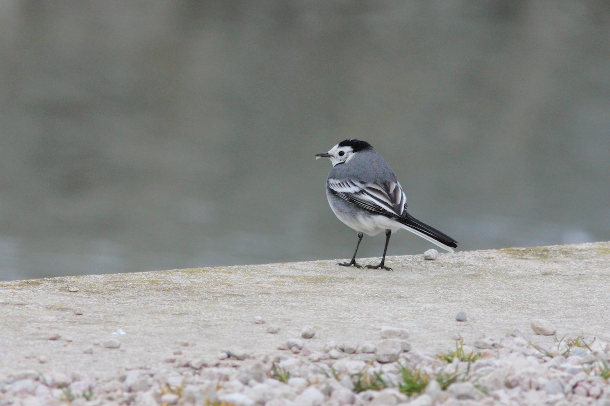 White Wagtail (White-faced) - ML432951131