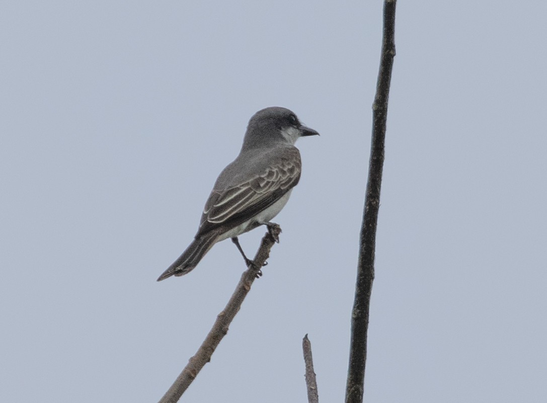 Gray Kingbird - ML432951371