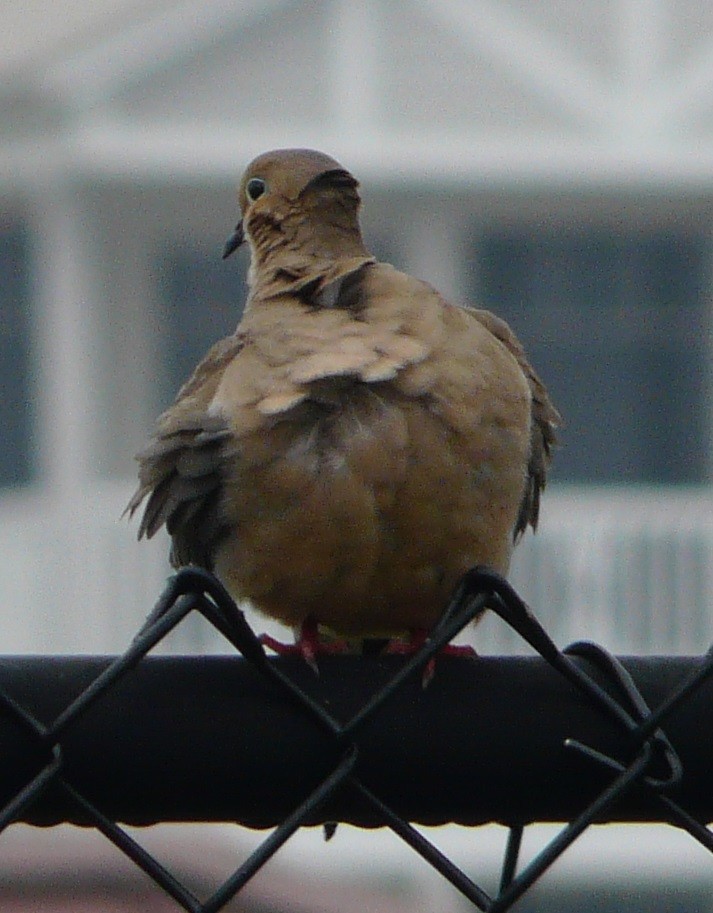 Mourning Dove - ML432951631