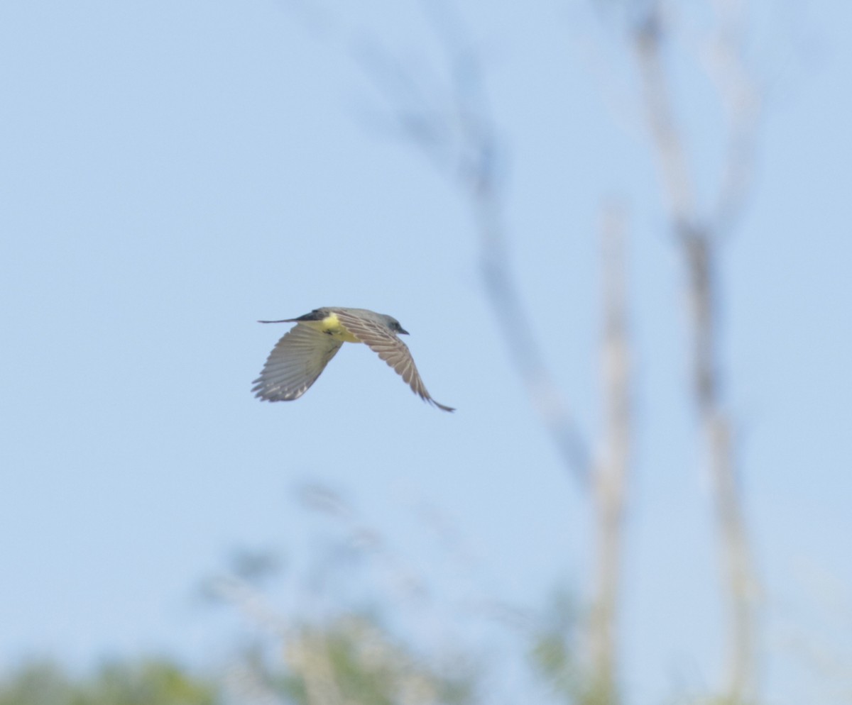 Cassin's Kingbird - Ryan Terrill