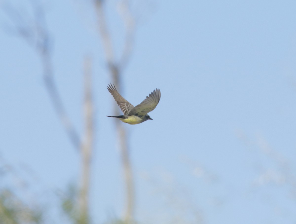 Cassin's Kingbird - Ryan Terrill