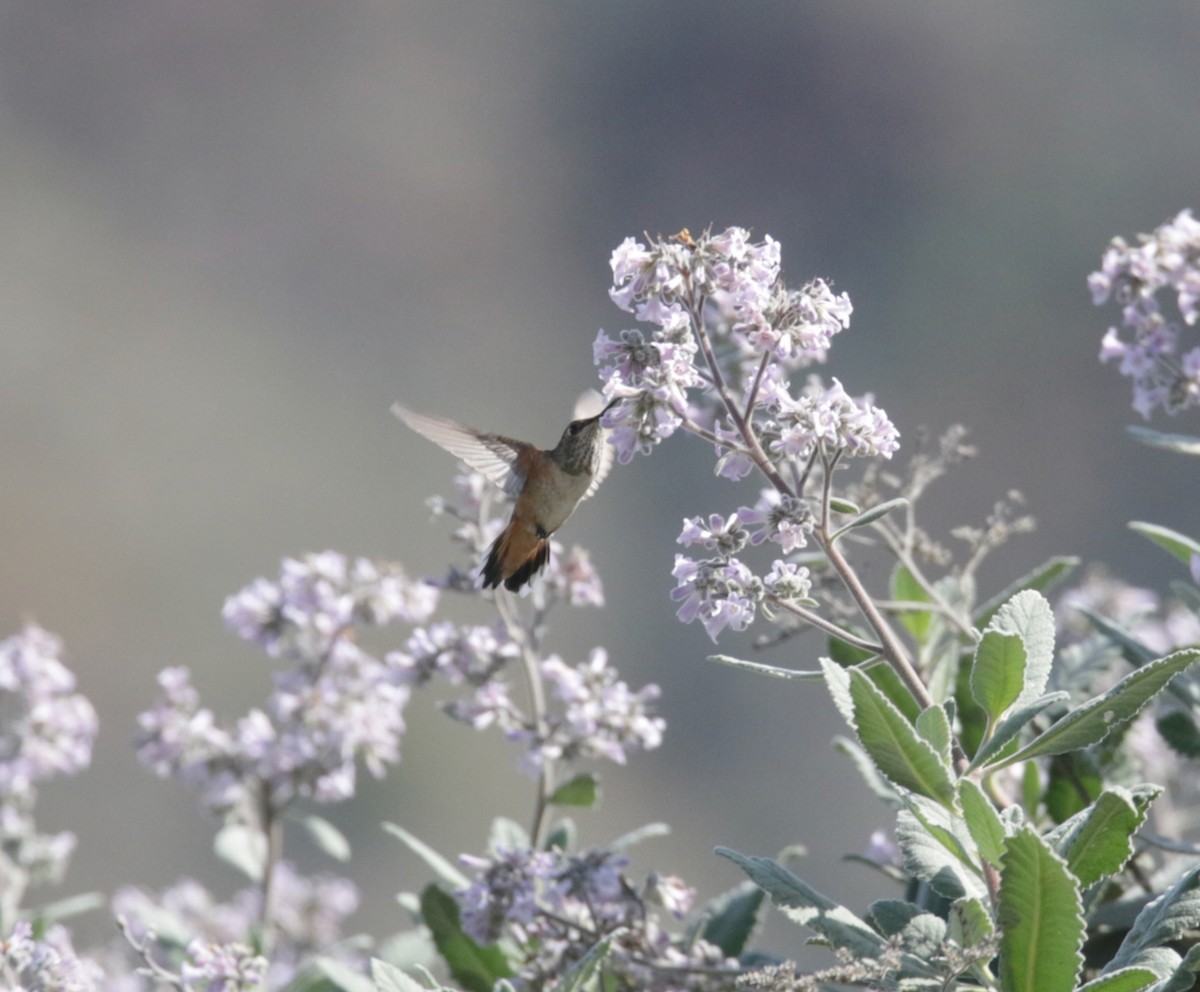 Colibrí Rufo - ML432953271