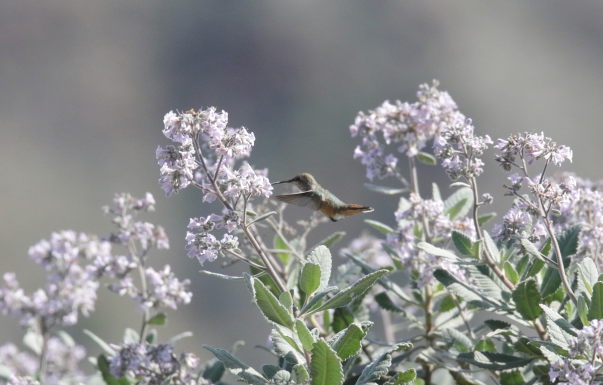 Rufous Hummingbird - ML432953281