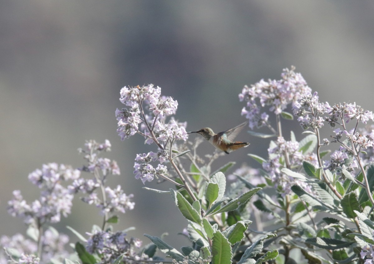 Rufous Hummingbird - ML432953301