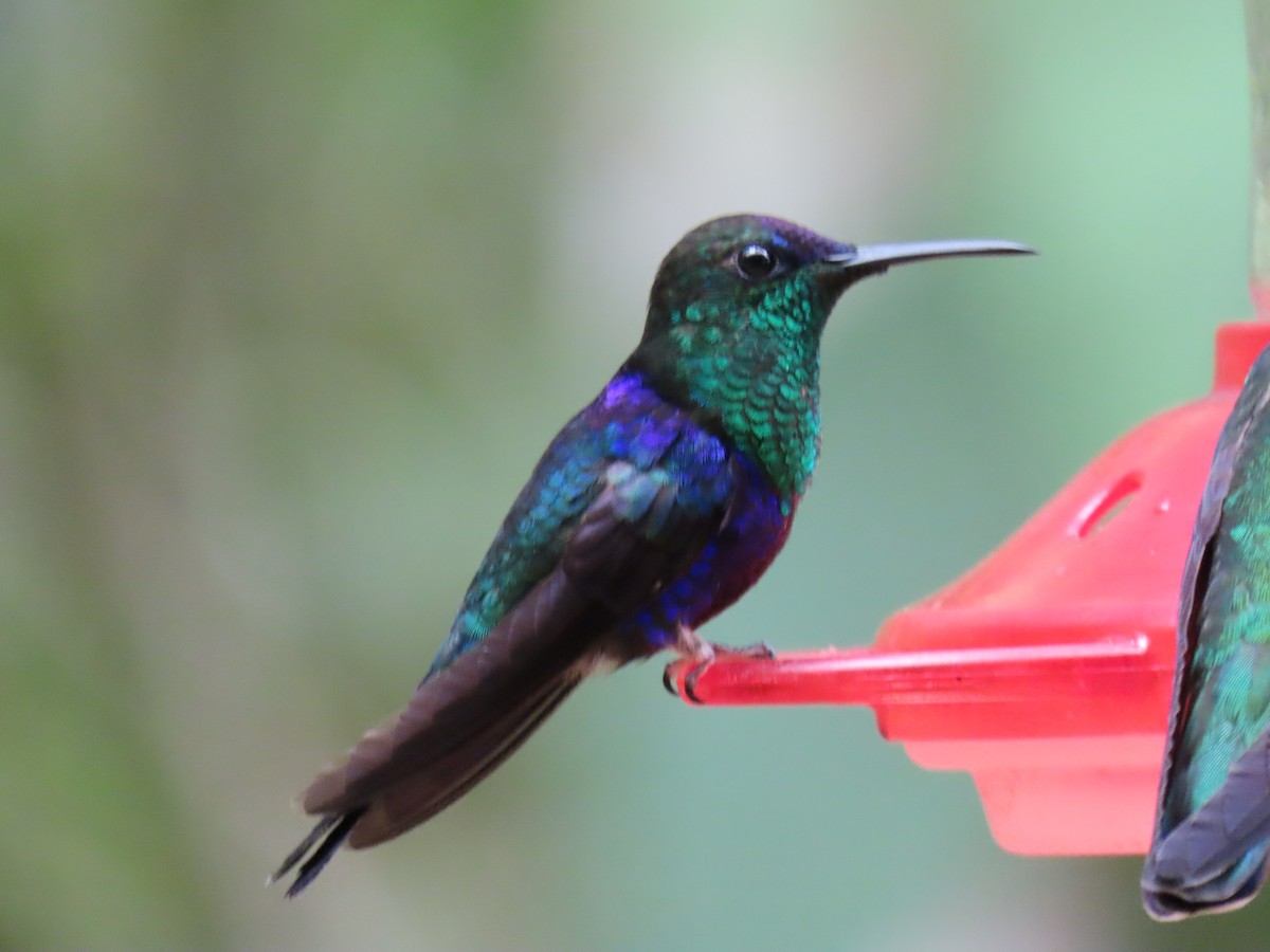 Crowned Woodnymph (Northern Violet-crowned) - ML432953681