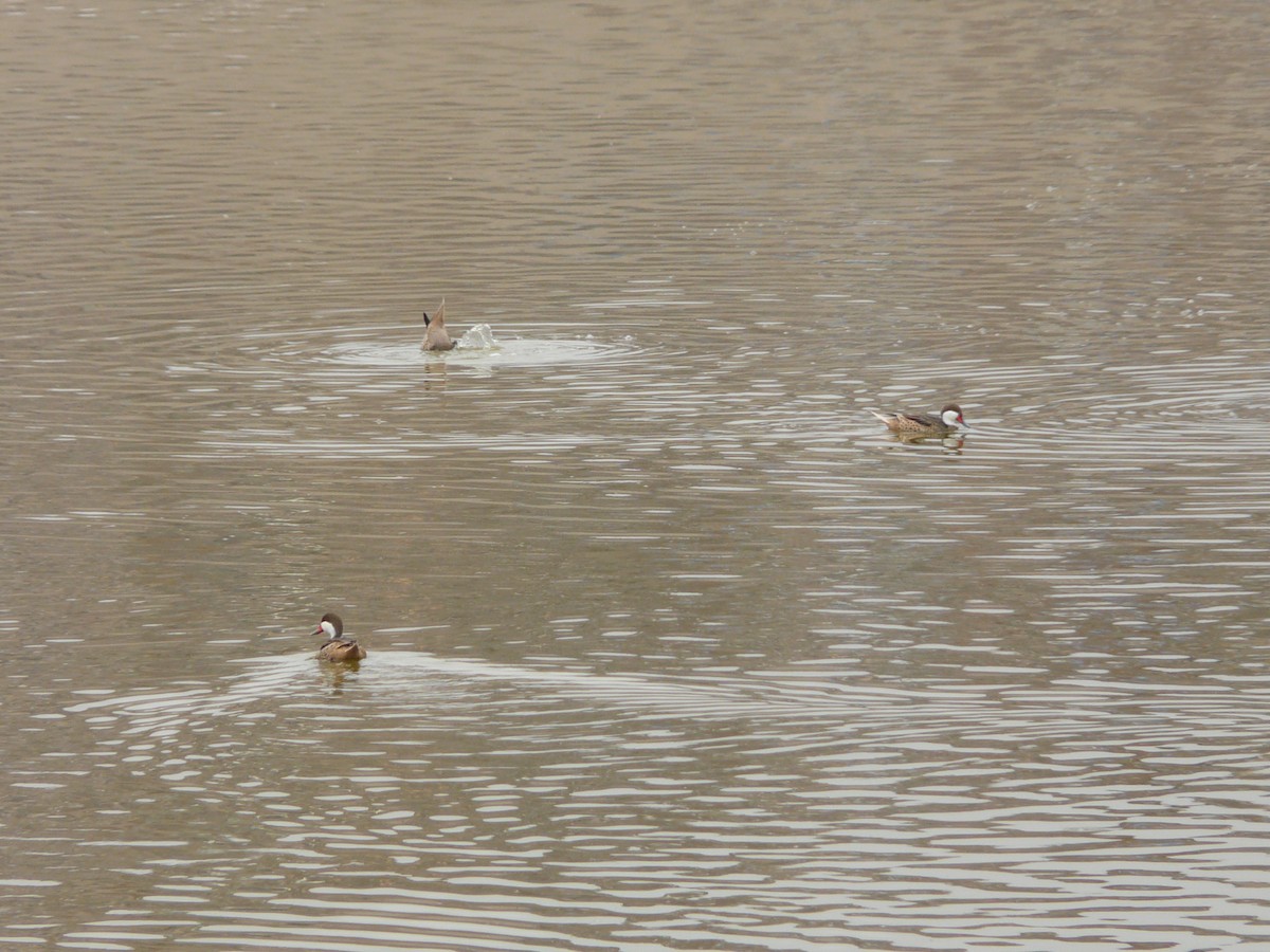 White-cheeked Pintail - Bill Crins