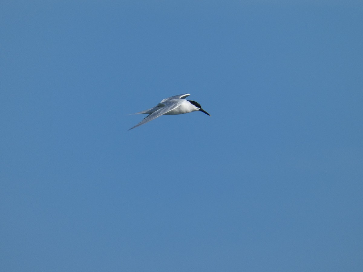 Sandwich Tern - ML432954251