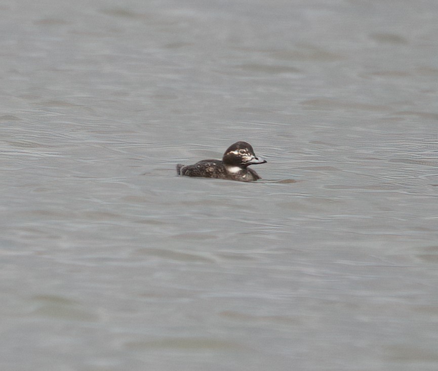 Long-tailed Duck - ML432954351