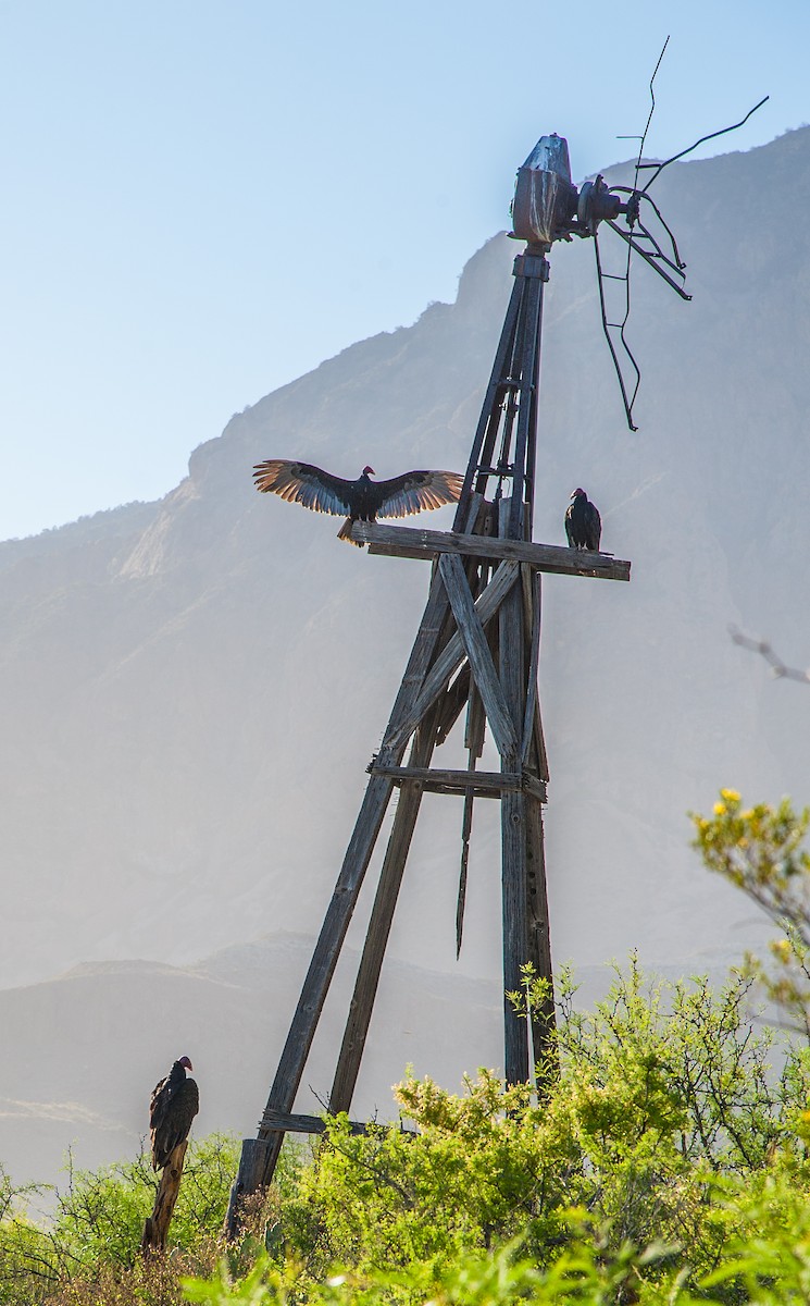 Turkey Vulture - Cliff Peterson