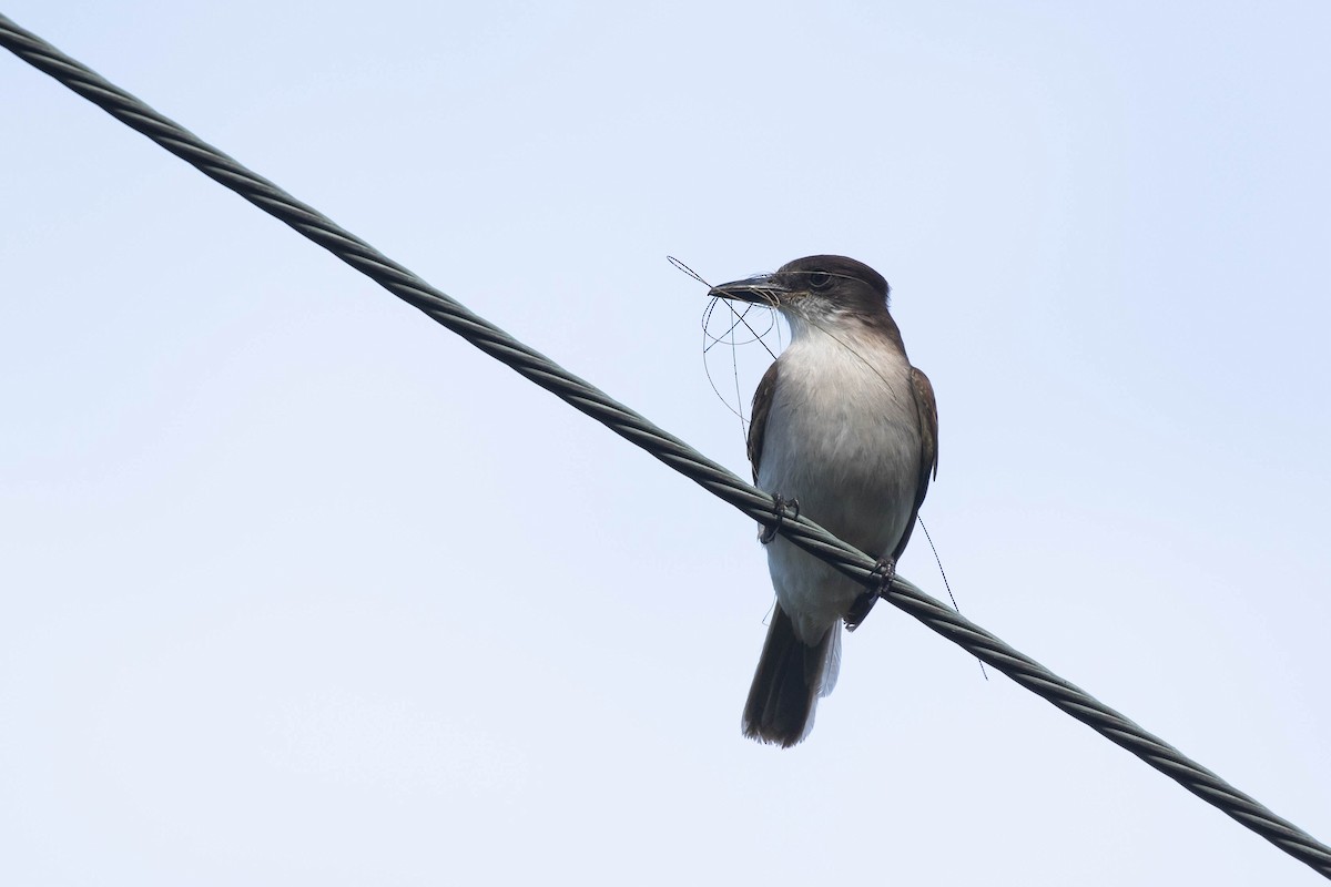 Loggerhead Kingbird (Puerto Rico) - ML432955641