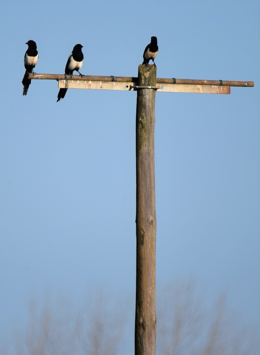 Eurasian Magpie - Luís Santos