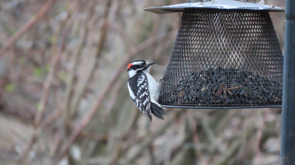 Downy Woodpecker (Eastern) - ML432955971