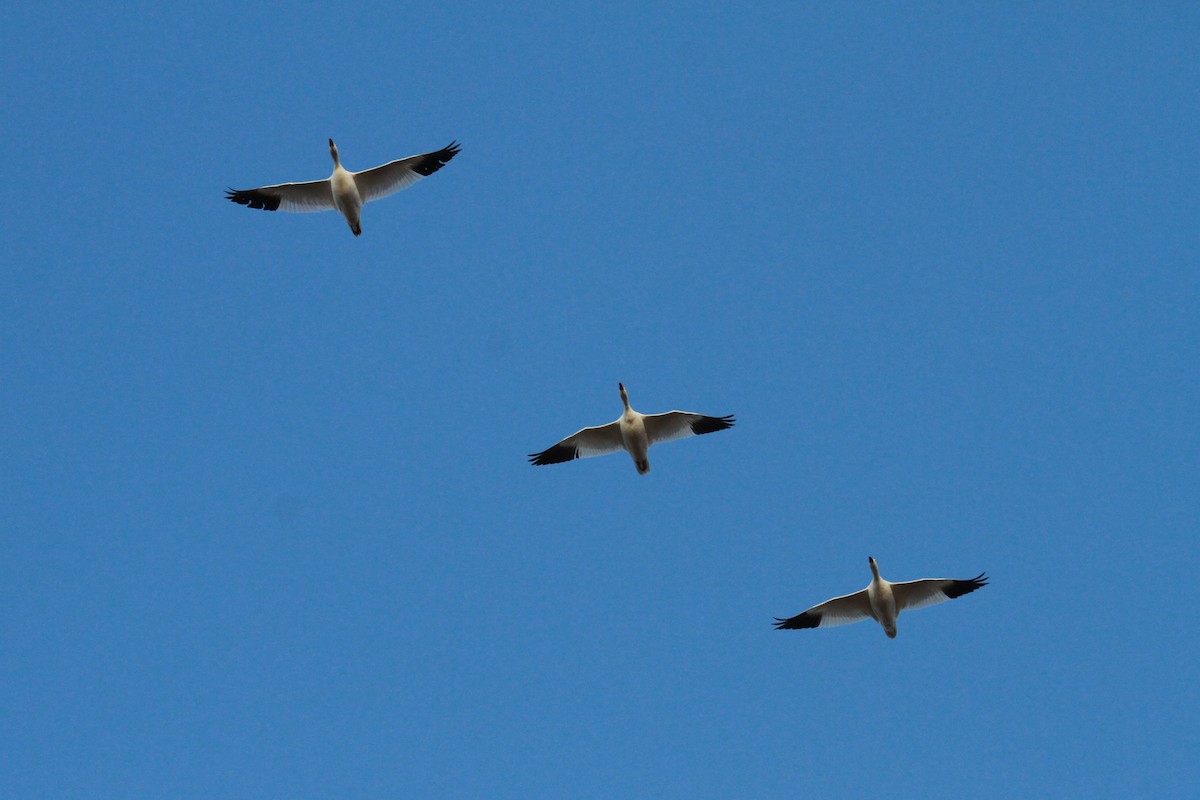 Snow Goose - Geoffrey Urwin