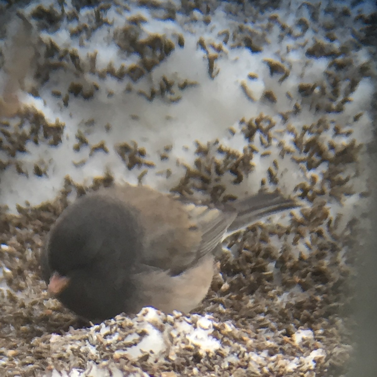 Dark-eyed Junco (cismontanus) - Tim Cornish