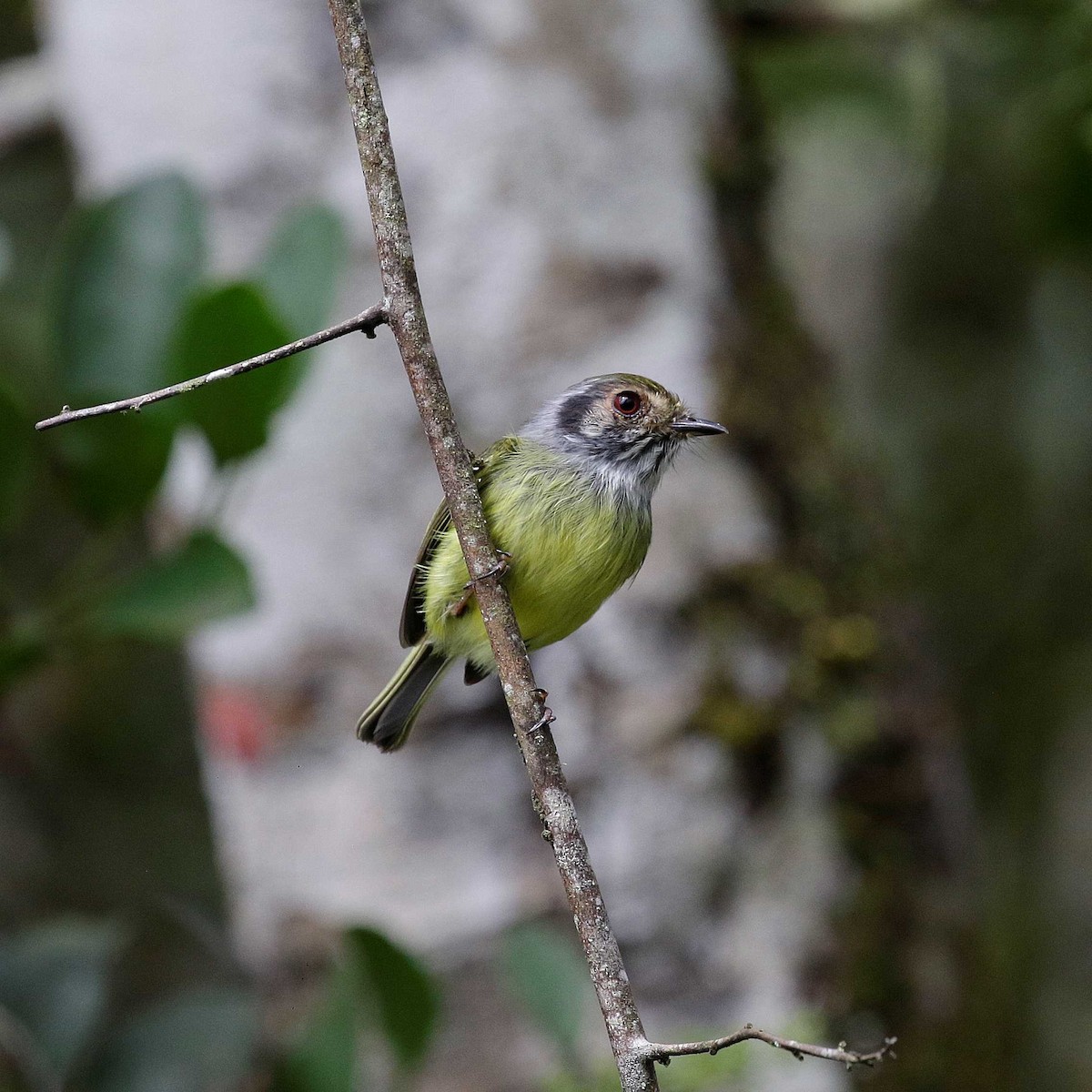 Eared Pygmy-Tyrant - ML432964661