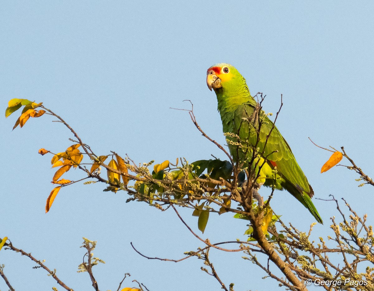 Red-lored Parrot (Red-lored) - George Pagos