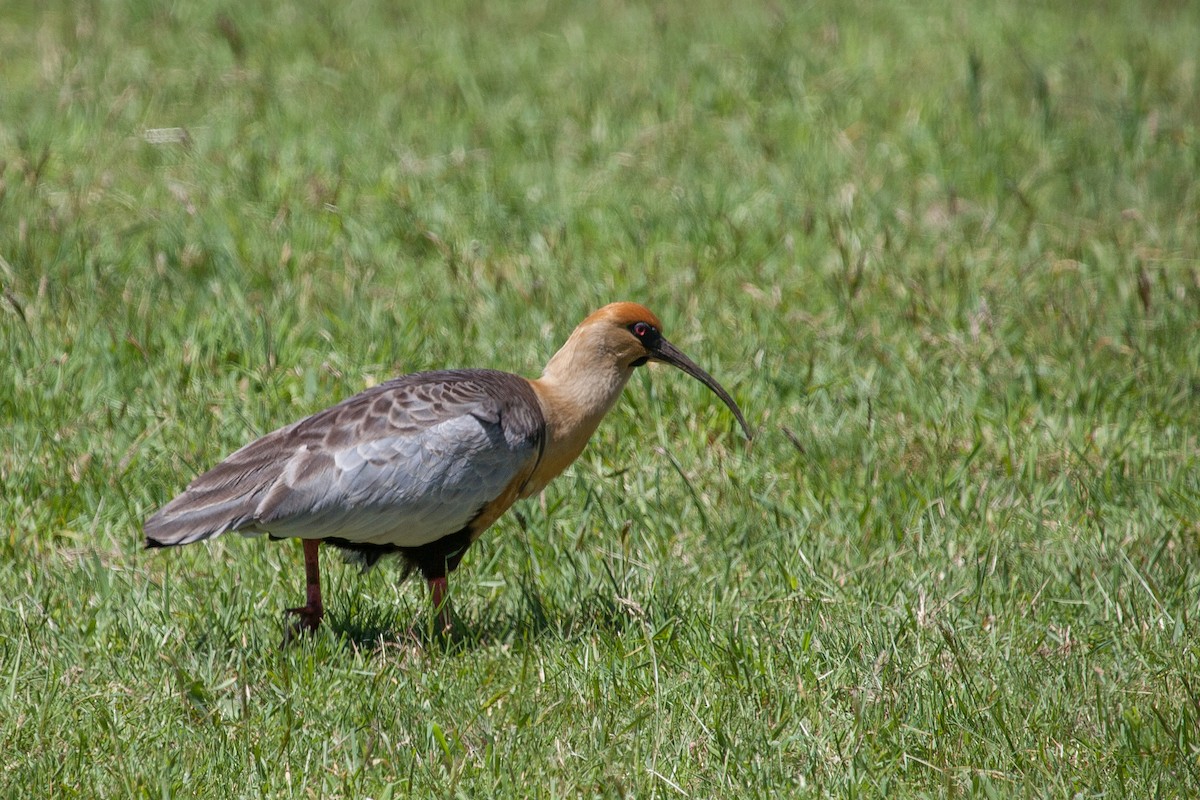 Black-faced Ibis - Lutz Duerselen