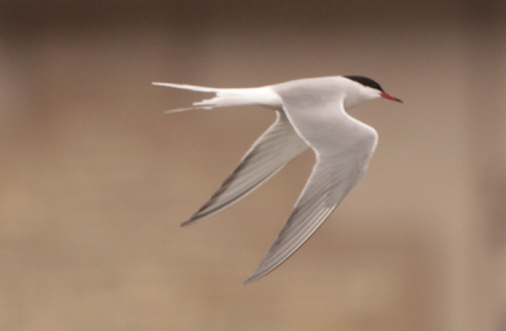 Common Tern - ML432965751