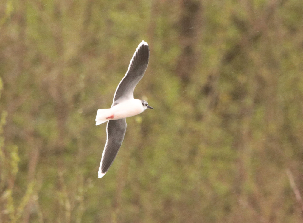 Little Gull - ML432965811