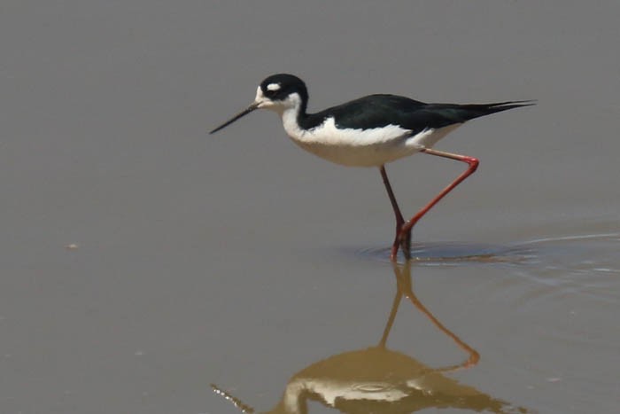 Black-necked Stilt - Tony Godfrey