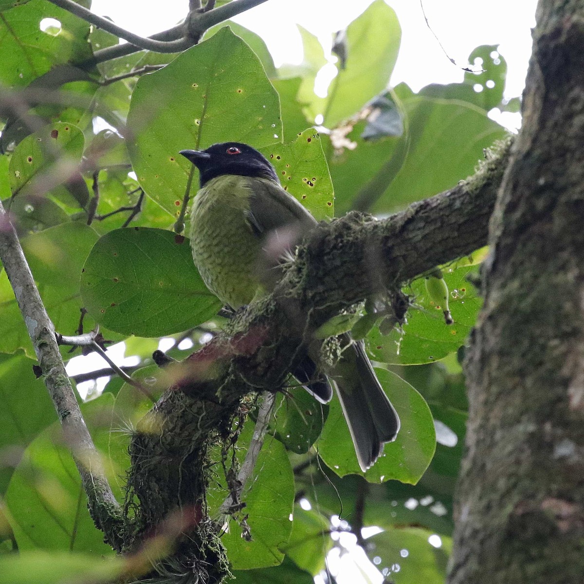 Cotinga Cabecinegro - ML432966041