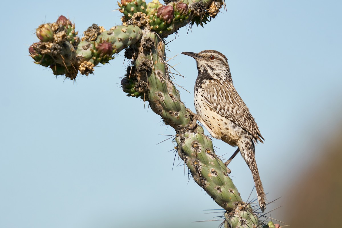 Cactus Wren - ML432967311