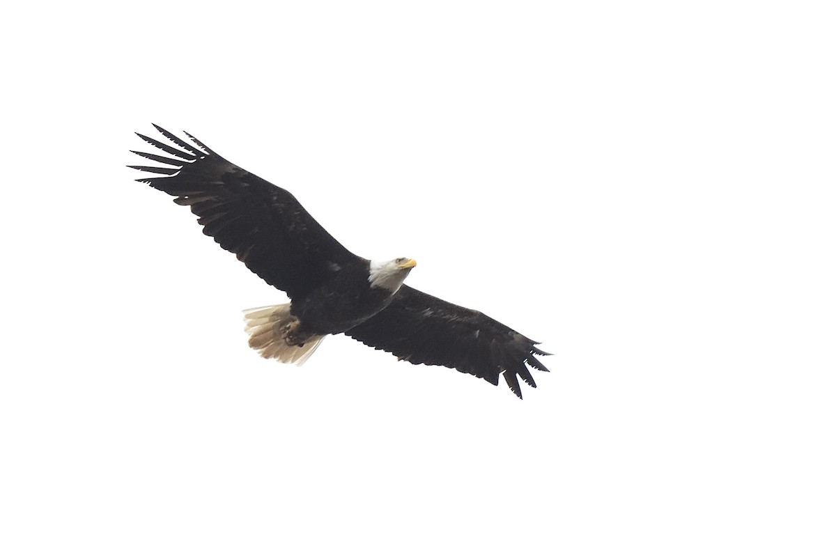 Bald Eagle - ML432968071