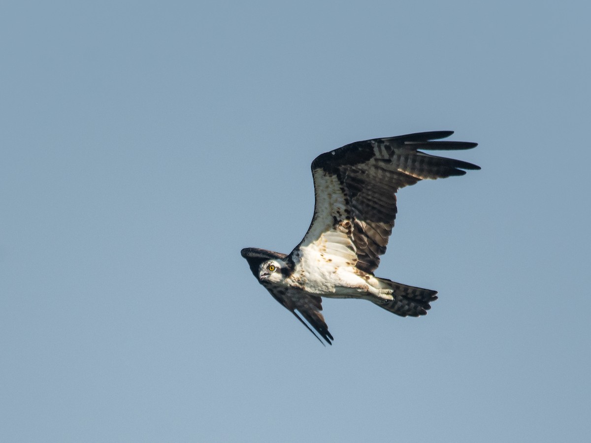 Osprey - ML432968201