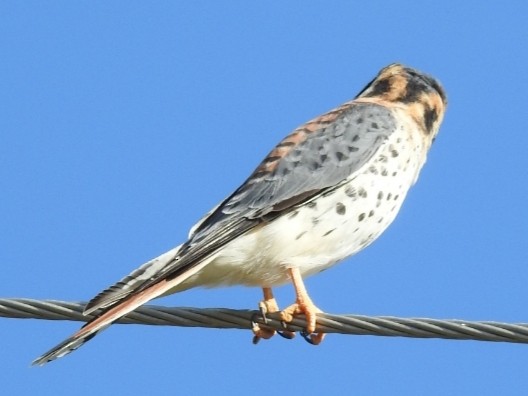 American Kestrel - ML432968951