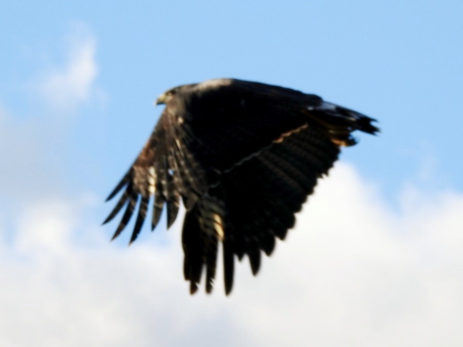 Great Black Hawk - ML432970241