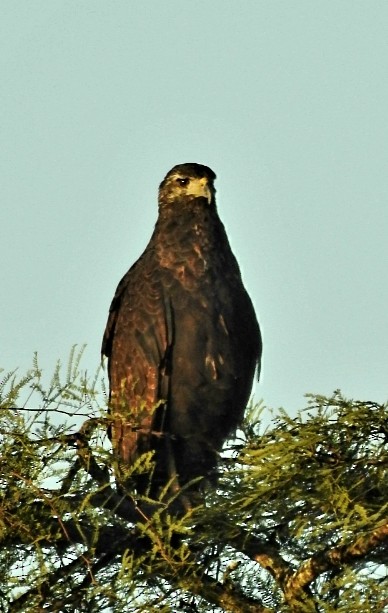 Busardo Urubitinga - ML432970251