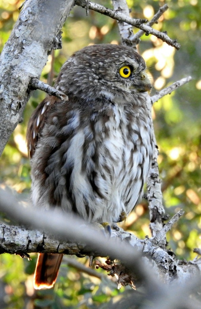 Ferruginous Pygmy-Owl - ML432970391