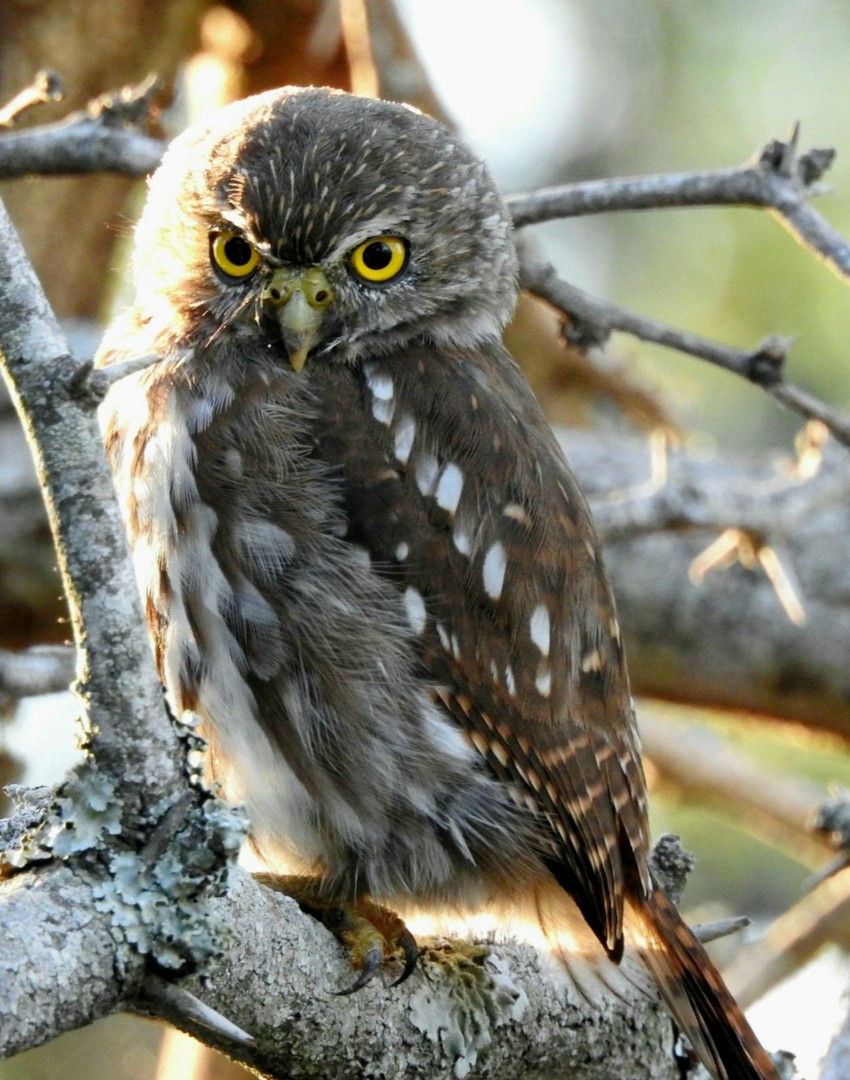 Ferruginous Pygmy-Owl - ML432970411