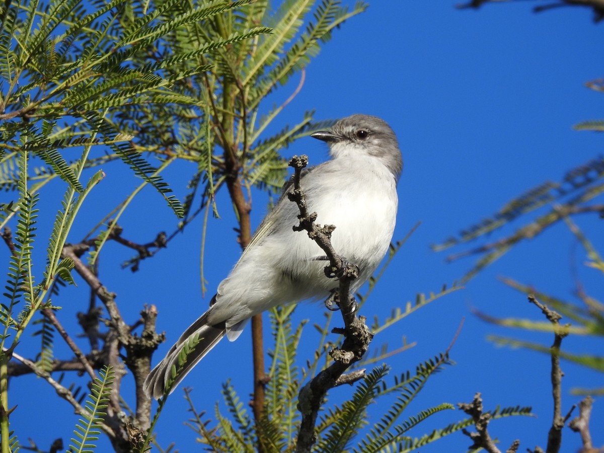 Suiriri Flycatcher - ML432970481