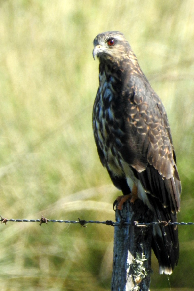 Snail Kite - ML432971841