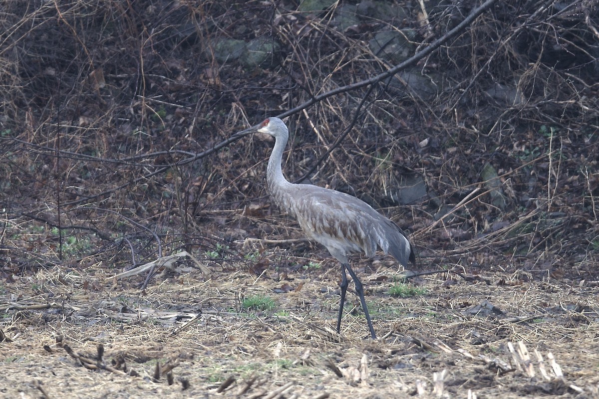 עגור קנדי - ML432972651