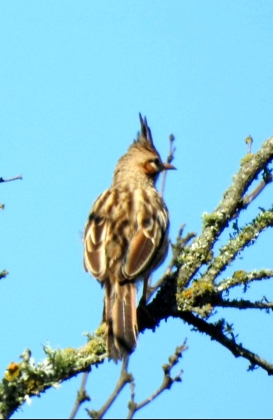 Lark-like Brushrunner - Fernando Muñoz