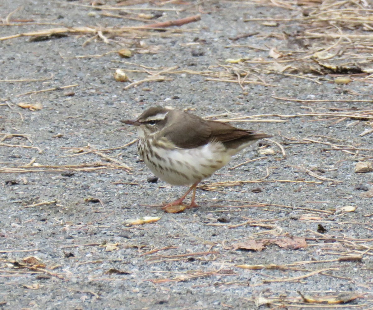 Paruline hochequeue - ML432974031