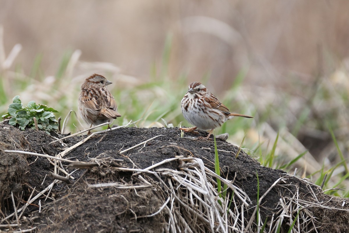 Song Sparrow - ML432974251