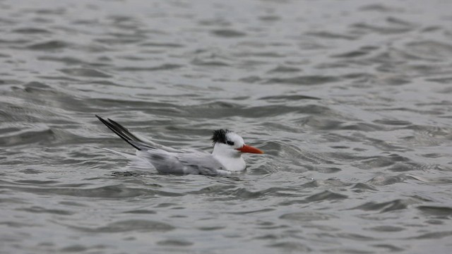 rybák královský - ML432974541