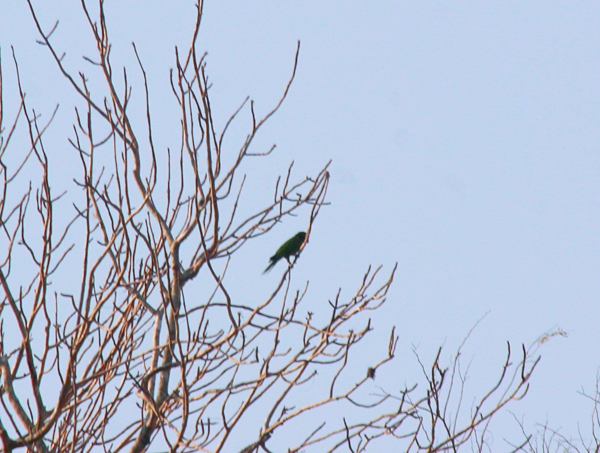 Olive-throated Parakeet - ML432975191