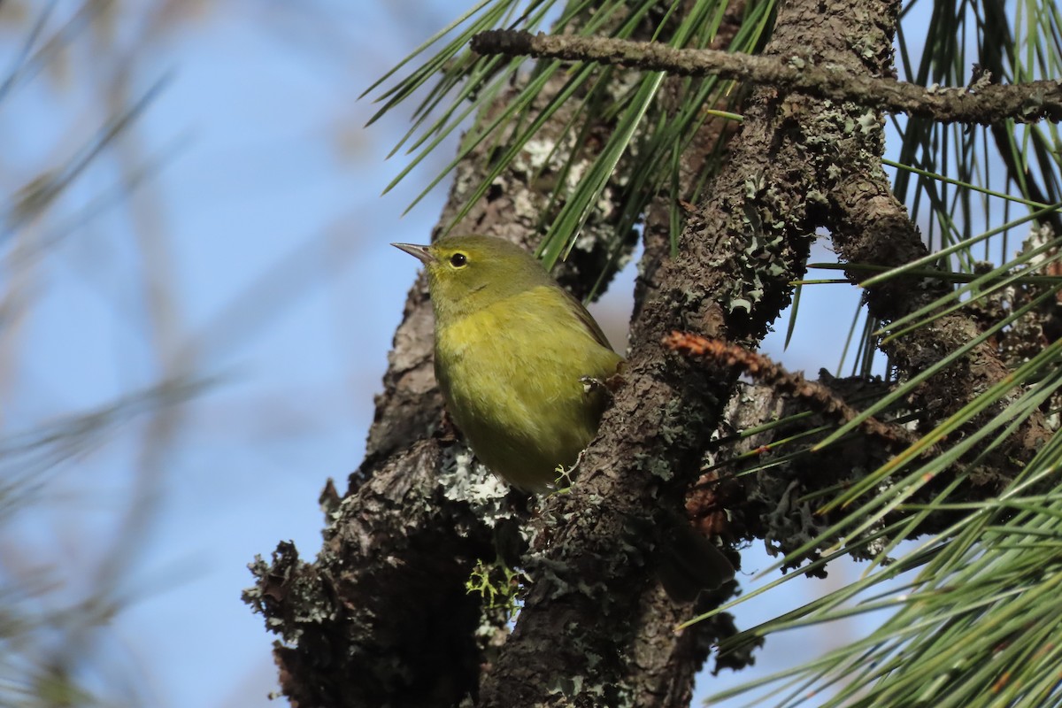 Orange-crowned Warbler - ML432976741