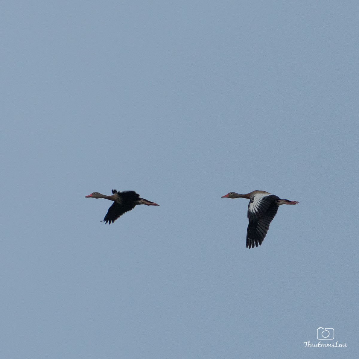 Black-bellied Whistling-Duck - ML432976861