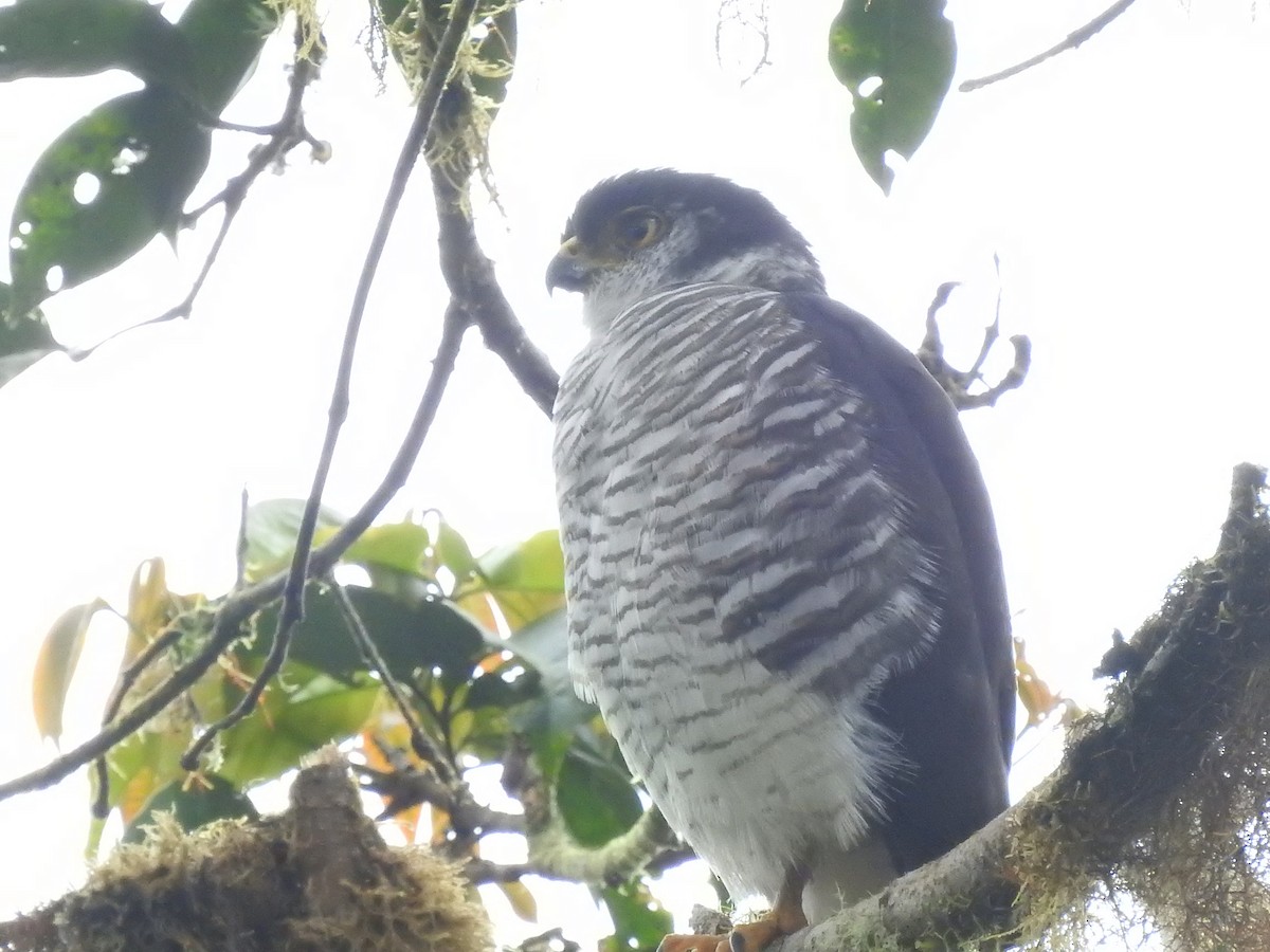 Semicollared Hawk - ML432980231