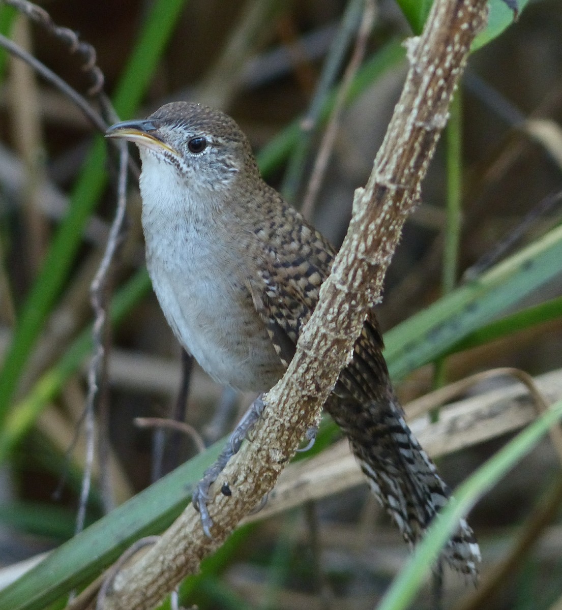 Zapata Wren - Alain Sylvain