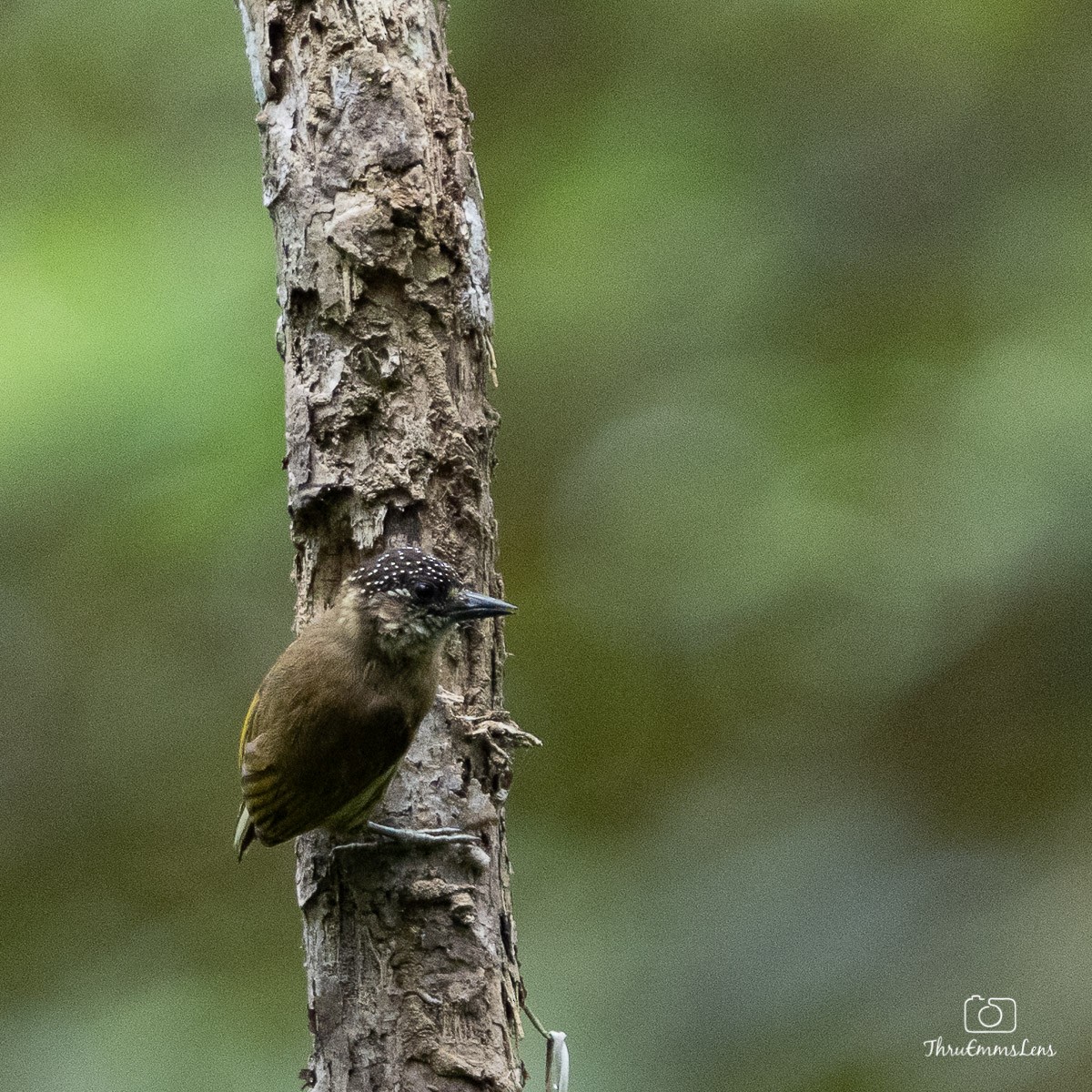 Olivaceous Piculet - ML432982571