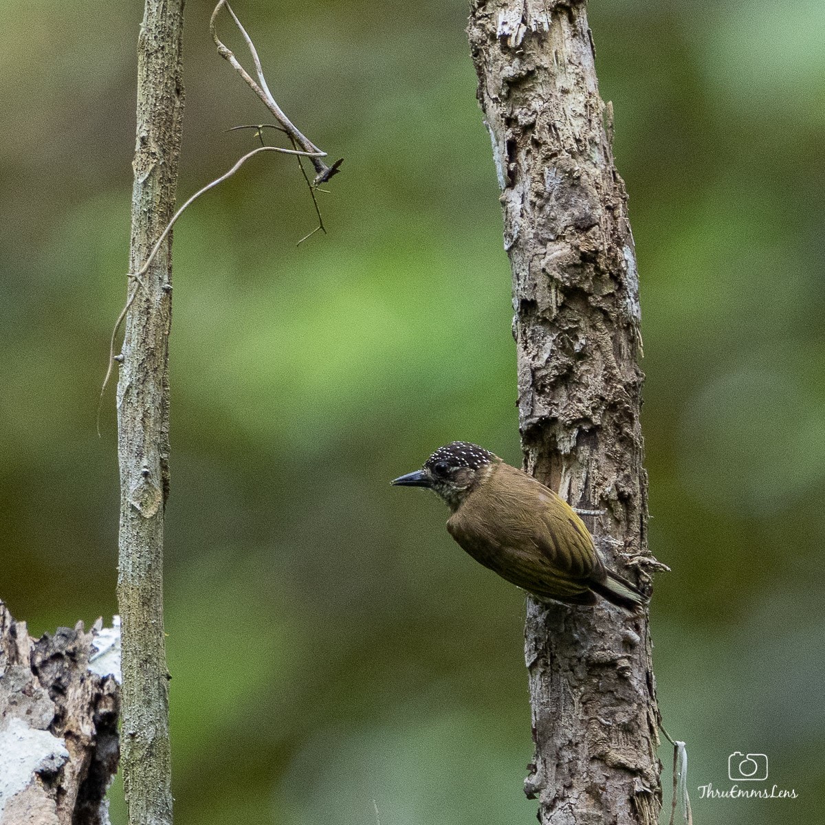 Olivaceous Piculet - ML432982581